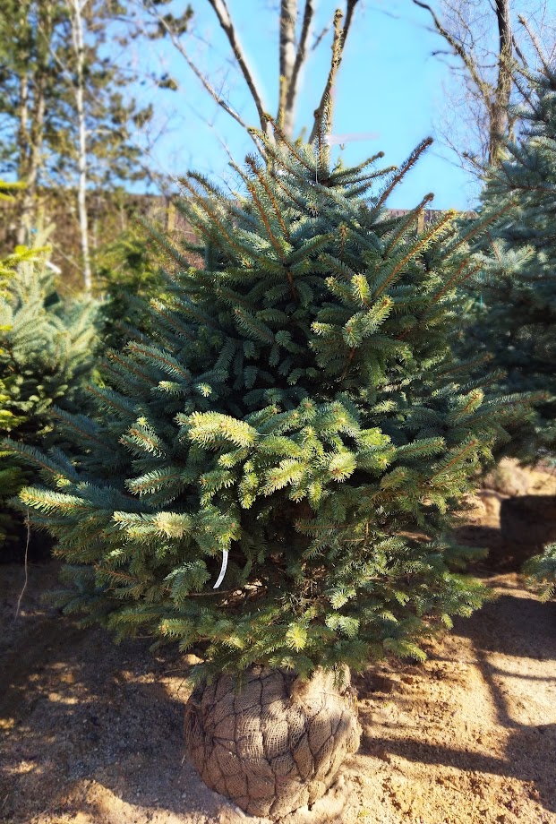Picea pungens ´Super Blue´