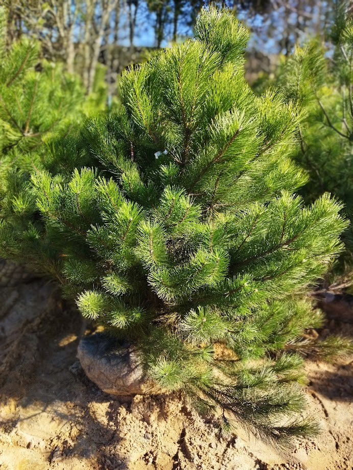 Pinus nigra