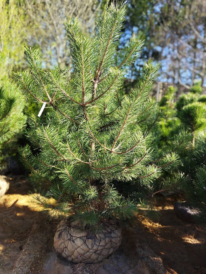 Pinus nigra