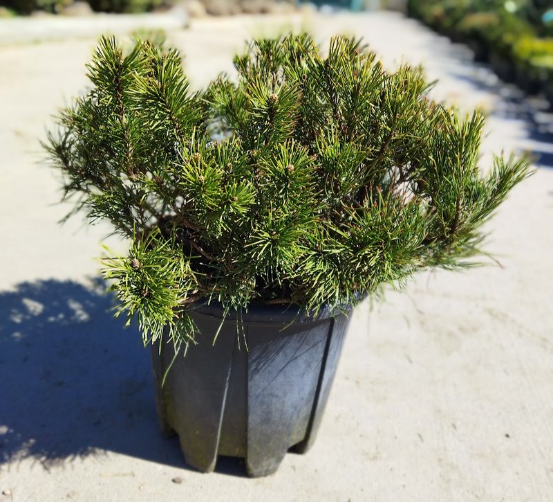 Pinus mugo ´Pumilio´