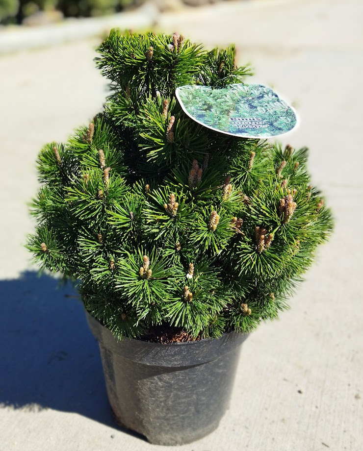 Pinus mugo ´Mops´