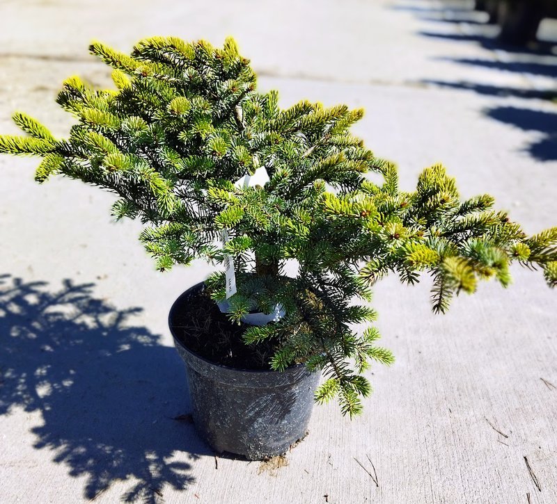 Picea x mariorika ´Machala´