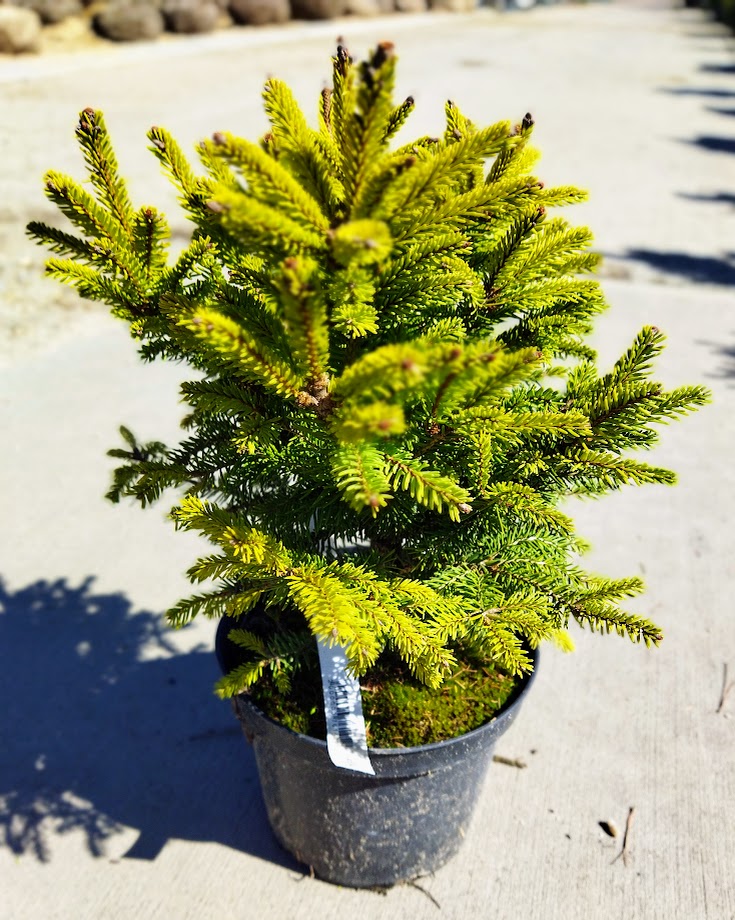 Picea abies ´Wills Zwerg´