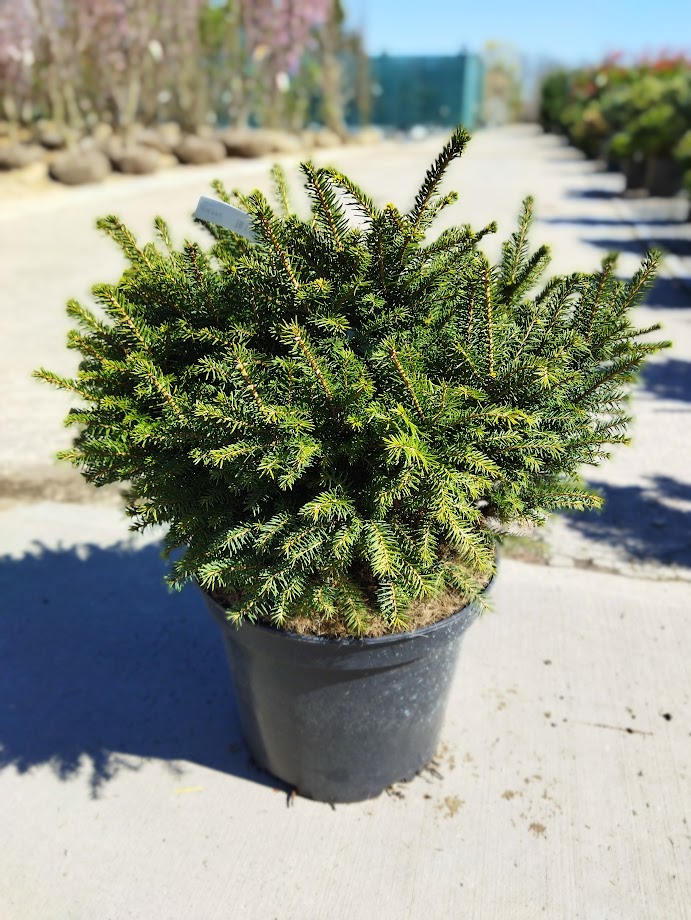 Picea omorika ´Karel´