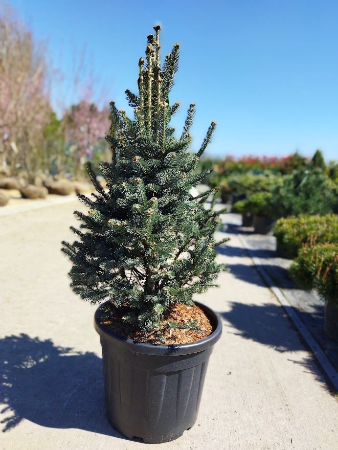 Abies lasiocarpa ´Compacta´