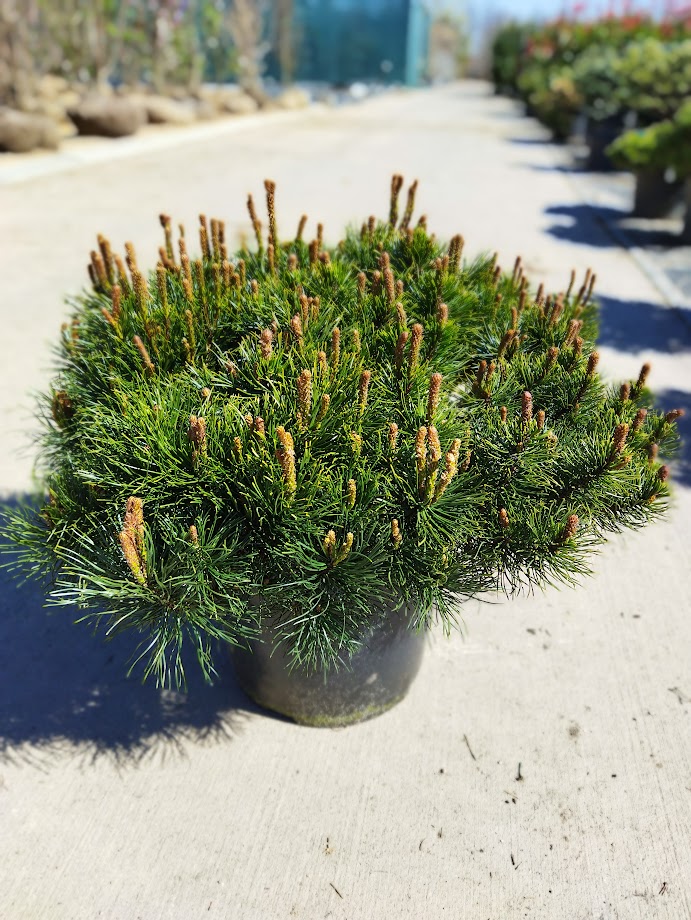 Pinus mugo ´Pumilio´