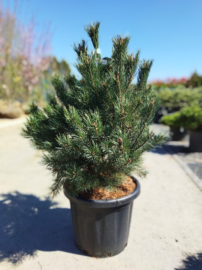 Pinus sylvestris ´Watereri´