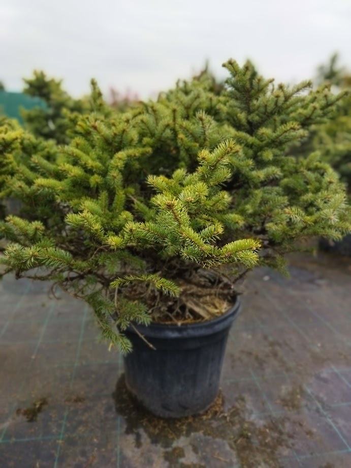 Picea pungens ´Glauca Globosa´