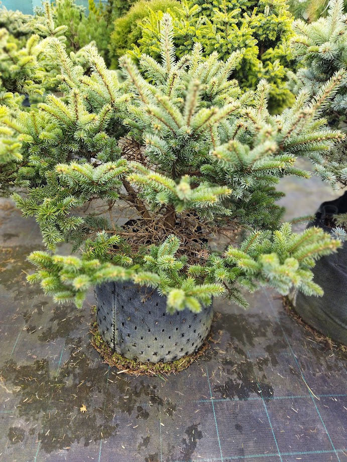 Picea pungens ´Glauca Globosa´