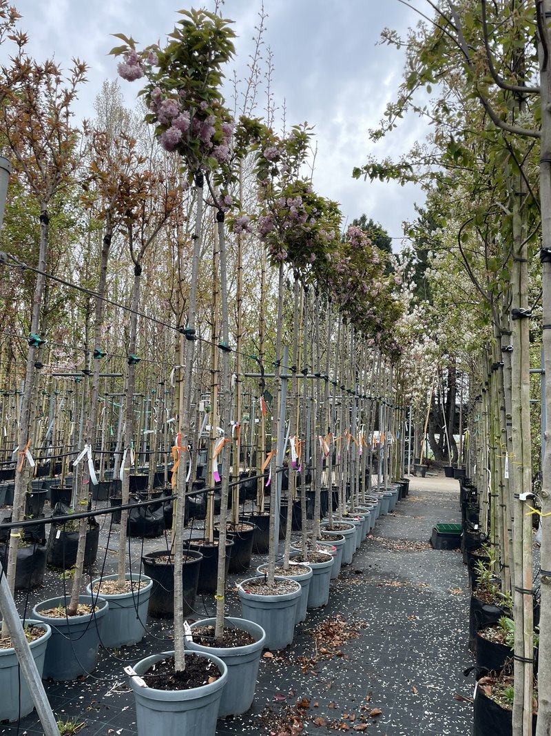 Prunus serrulata ´Kanzan´