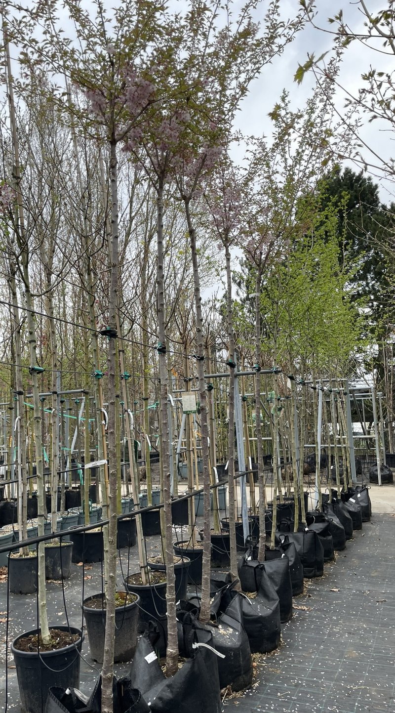 Prunus subhirtella ´Autumnalis Rosea´