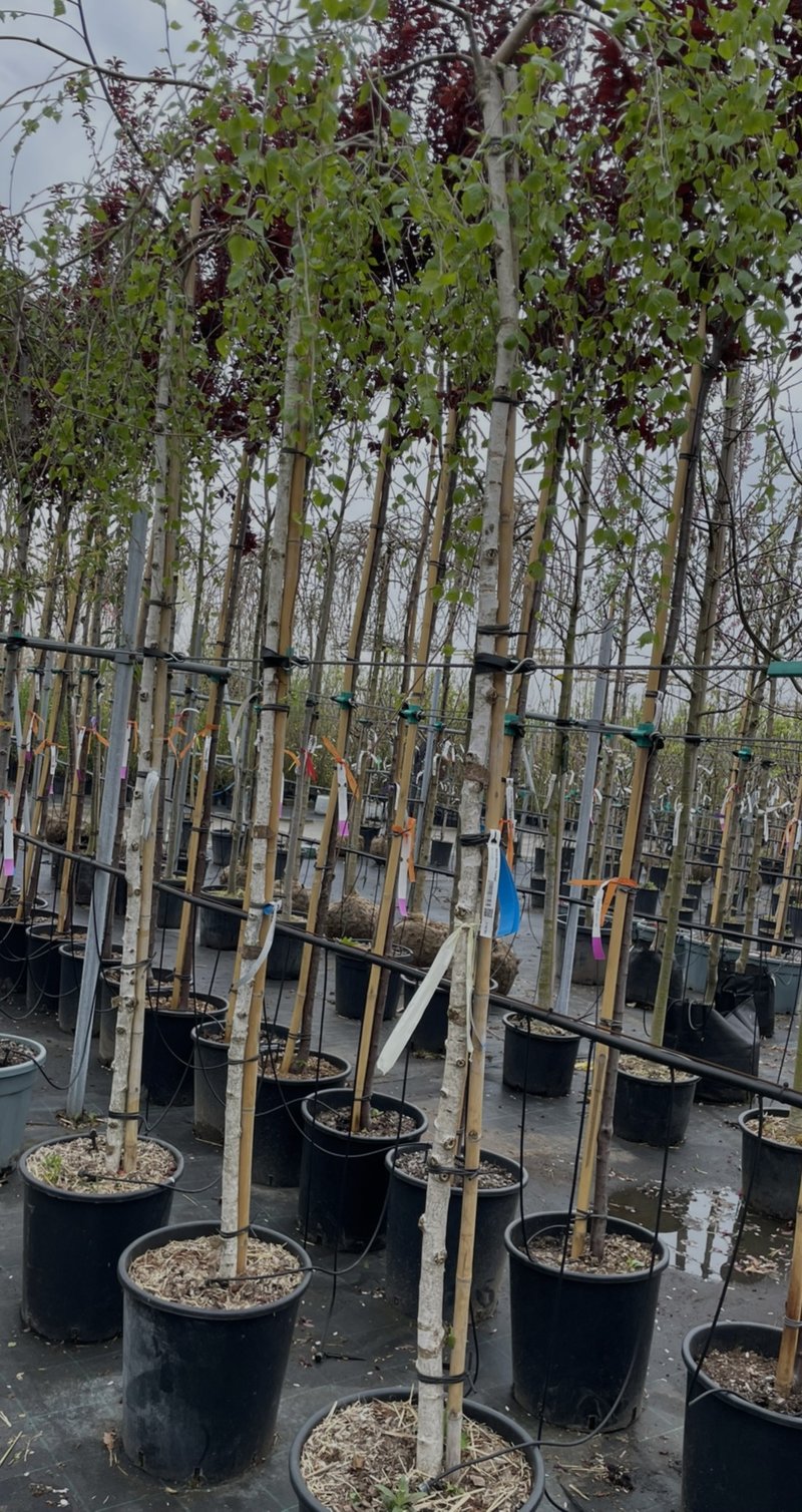 Betula pendula ´Youngii´