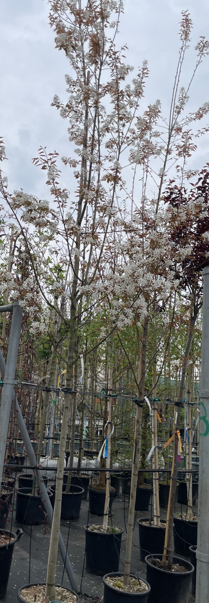 Amelanchier arborea ´Robin Hill´