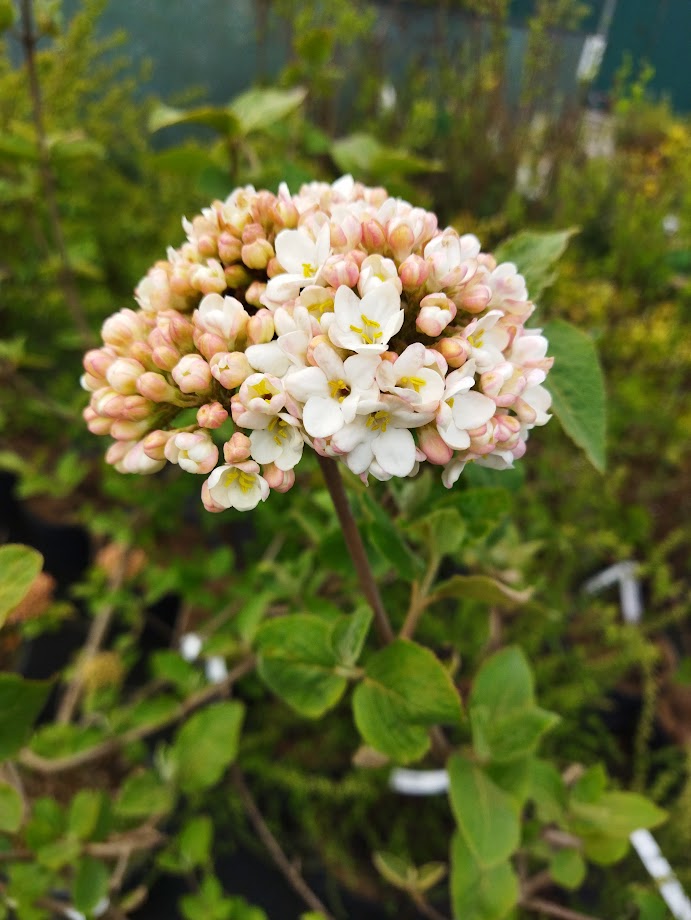 Viburnum carlcephalum