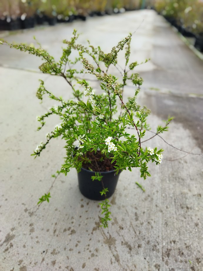 Spiraea cinerea ´Grefsheim´