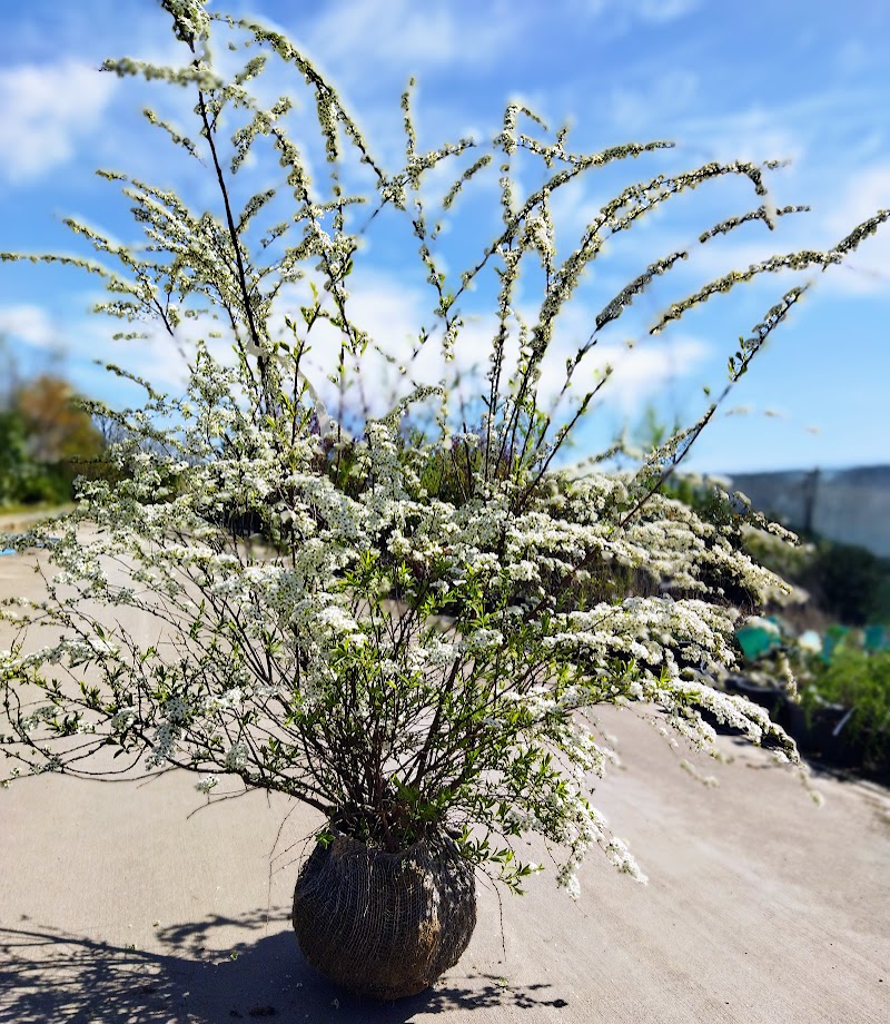 Spiraea cinerea ´Grefsheim´