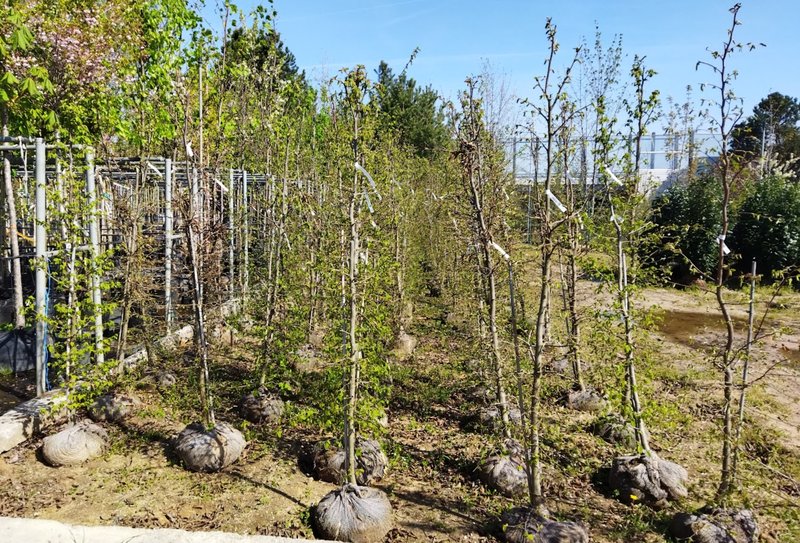 Carpinus betulus