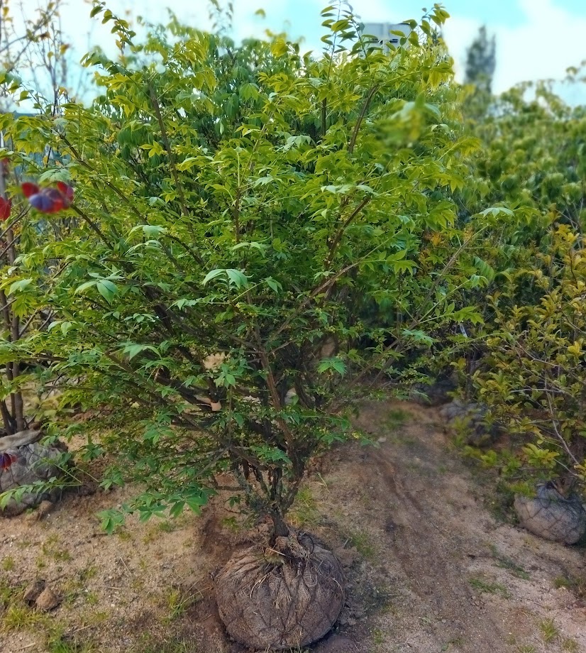 Euonymus alatus