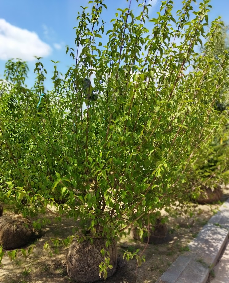 Cornus mas