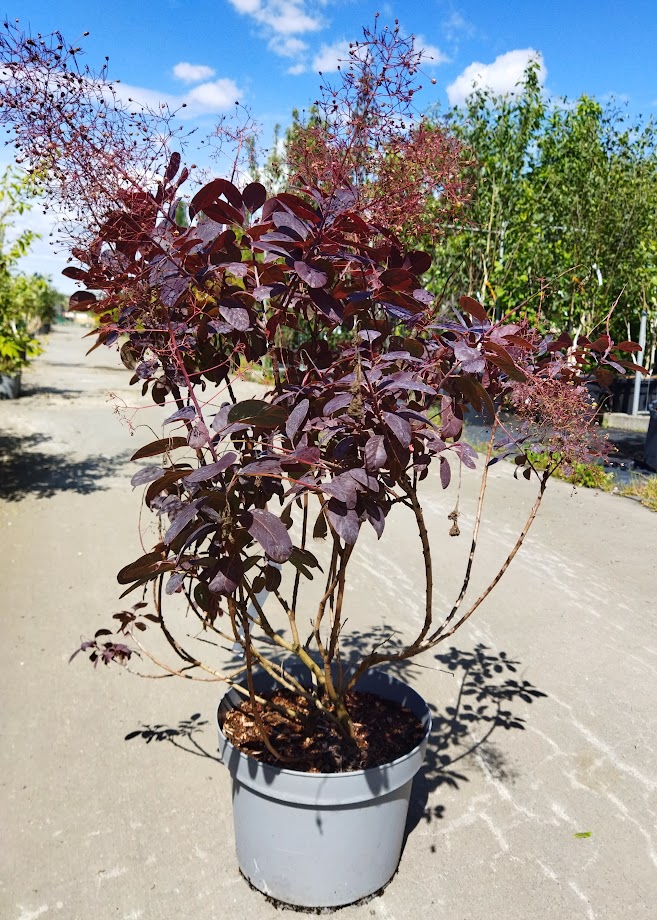 Cotinus coggygria ´Royal Purple´