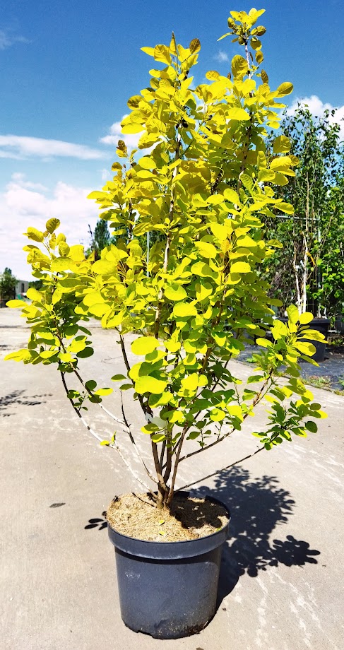 Cotinus coggygria ´Golden Lady´