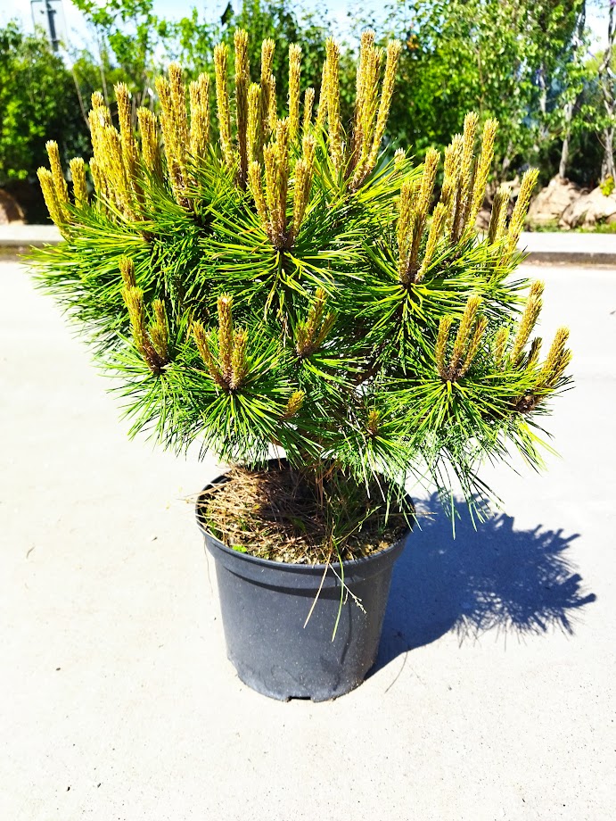 Pinus nigra ´Brepo´