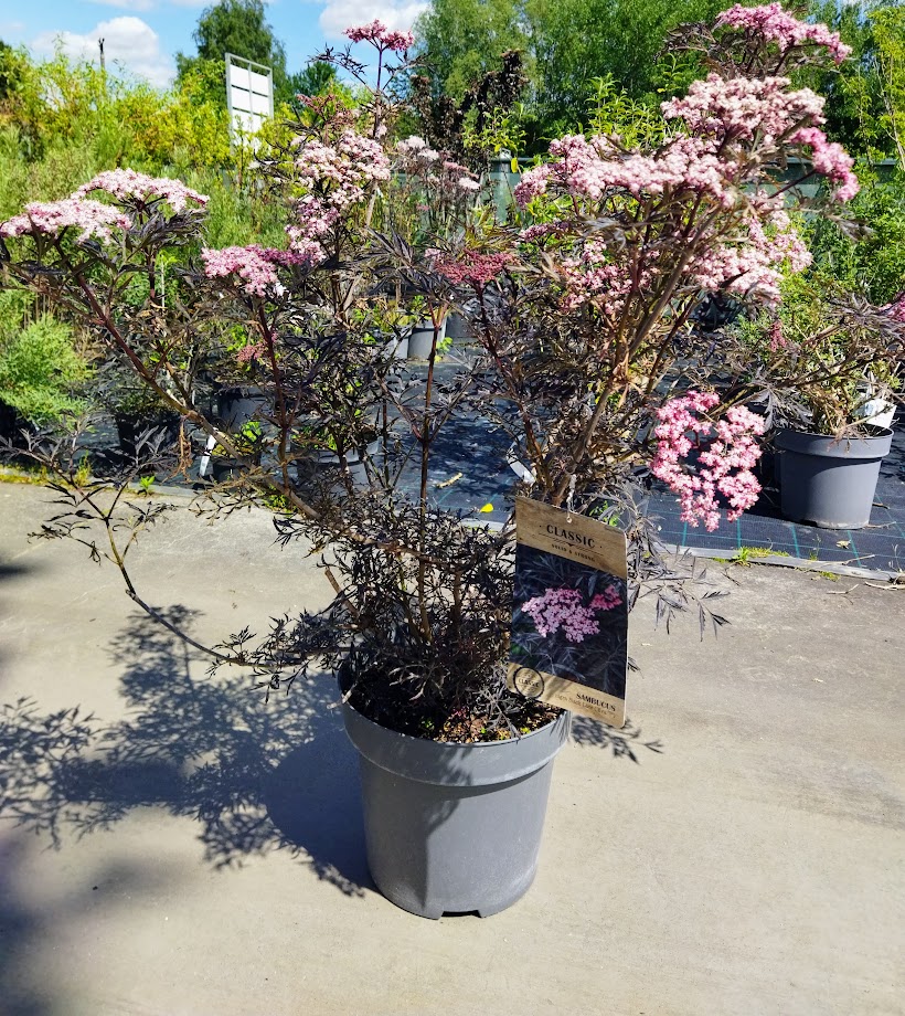 Sambucus nigra ´Black Lace´