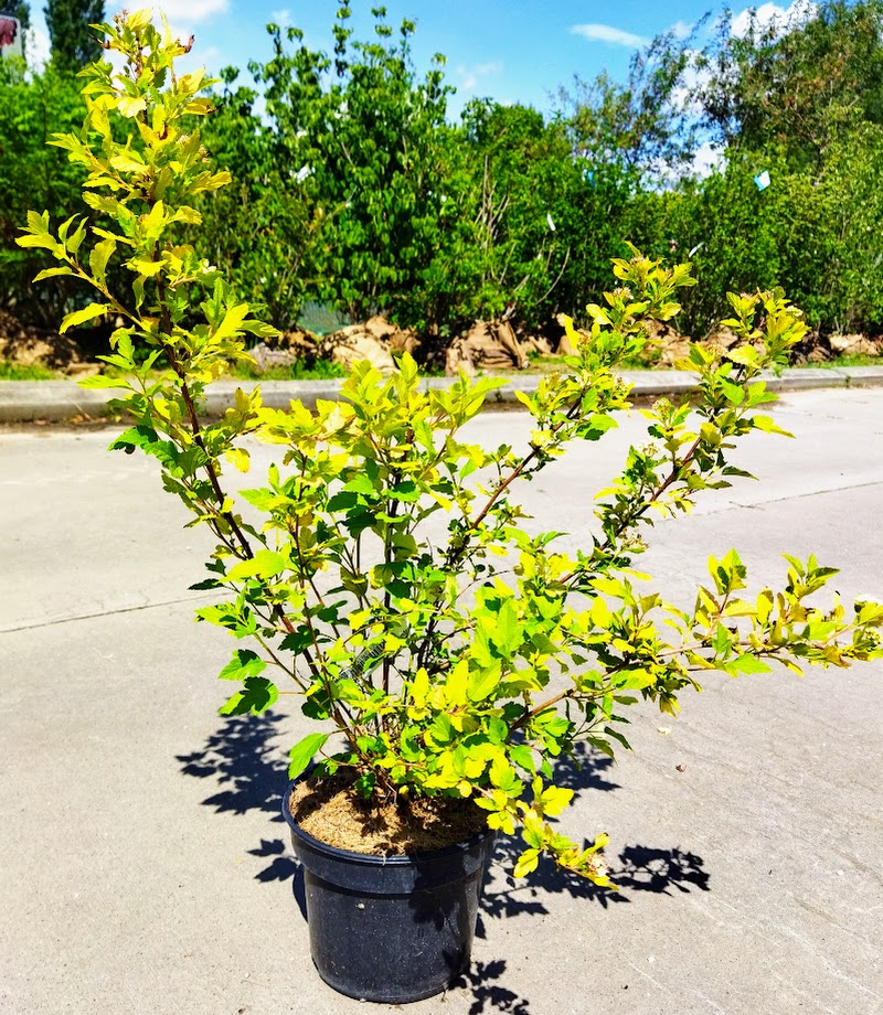 Physocarpus opulifolius ´Tiny Wine Gold´