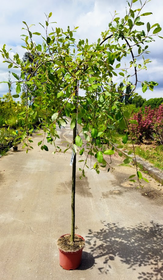 Salix caprea ´Kilmarnock´