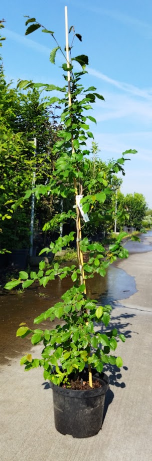 Carpinus betulus