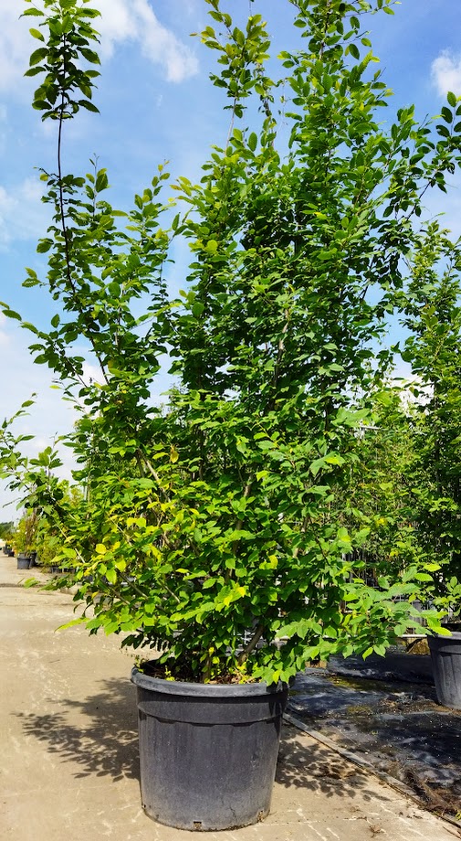 Carpinus betulus