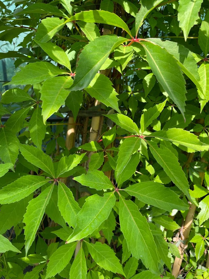 Parthenocissus quinquefolia ´Engelmannii ´