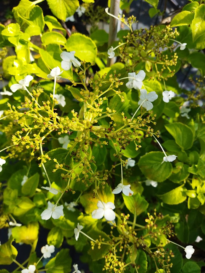 Hydrangea anomala subsp. petiolaris