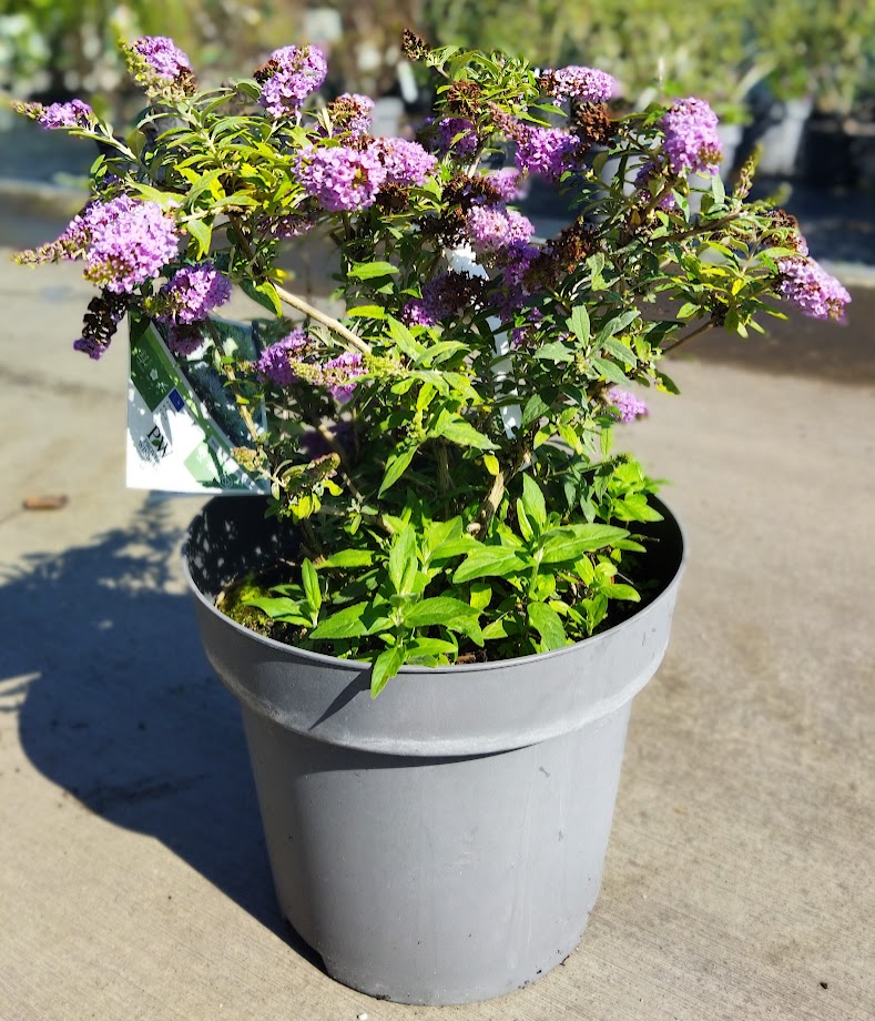 Buddleja ´Lilac Chip´