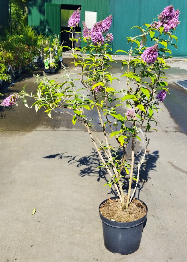 Buddleja davidii ´Pink Delight´