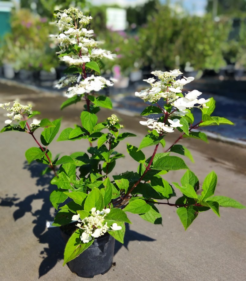 Hydrangea paniculata ´Wim´s Red´