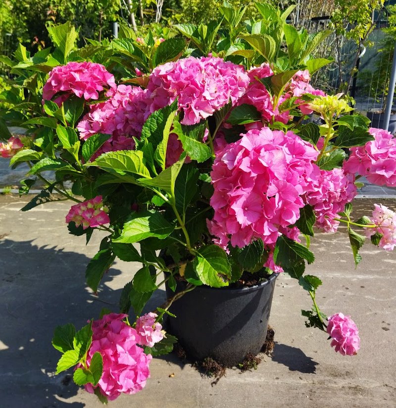 Hydrangea macrophylla ´Sibilla ´