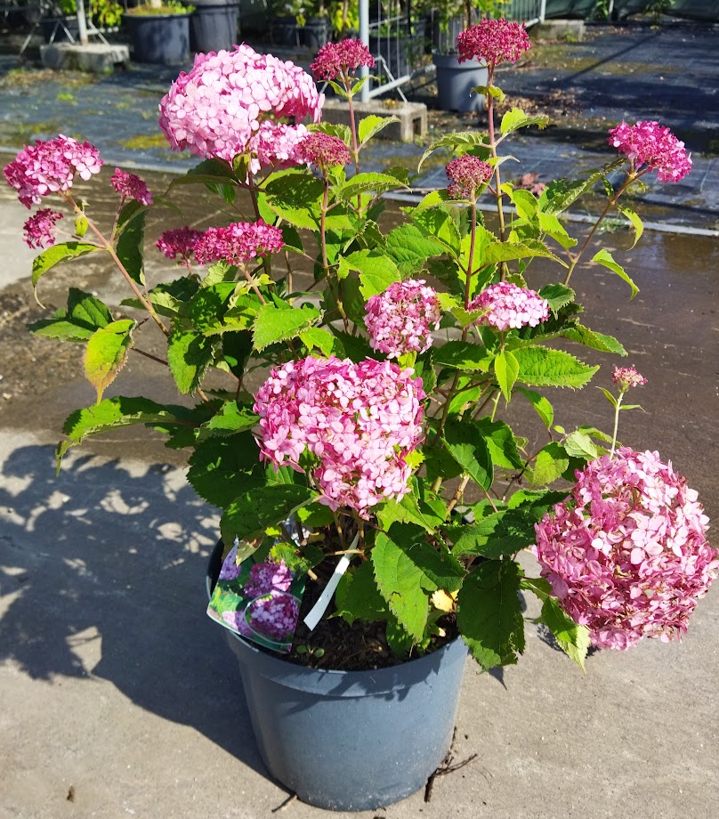 Hydrangea arborescens ´Ruby Annabelle´