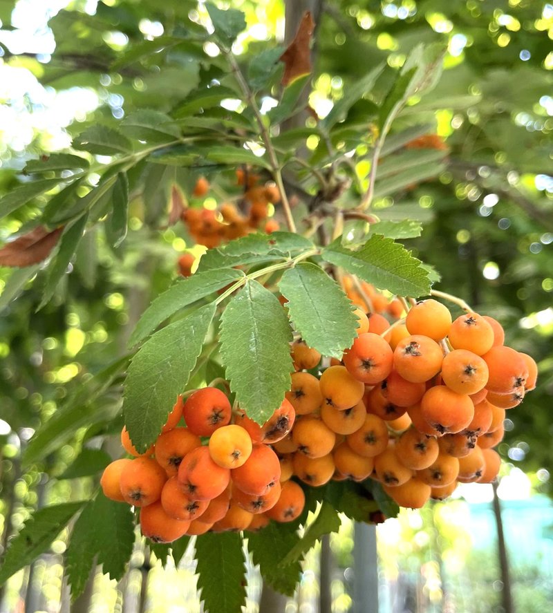 Sorbus aucuparia