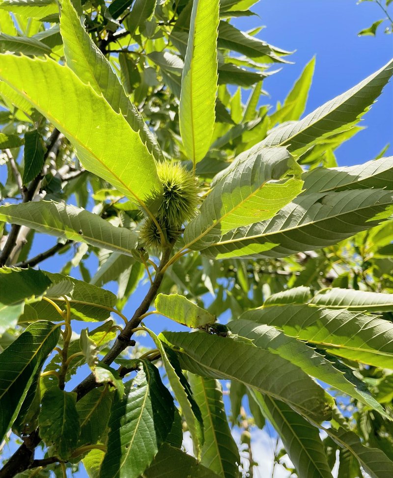 Castanea sativa