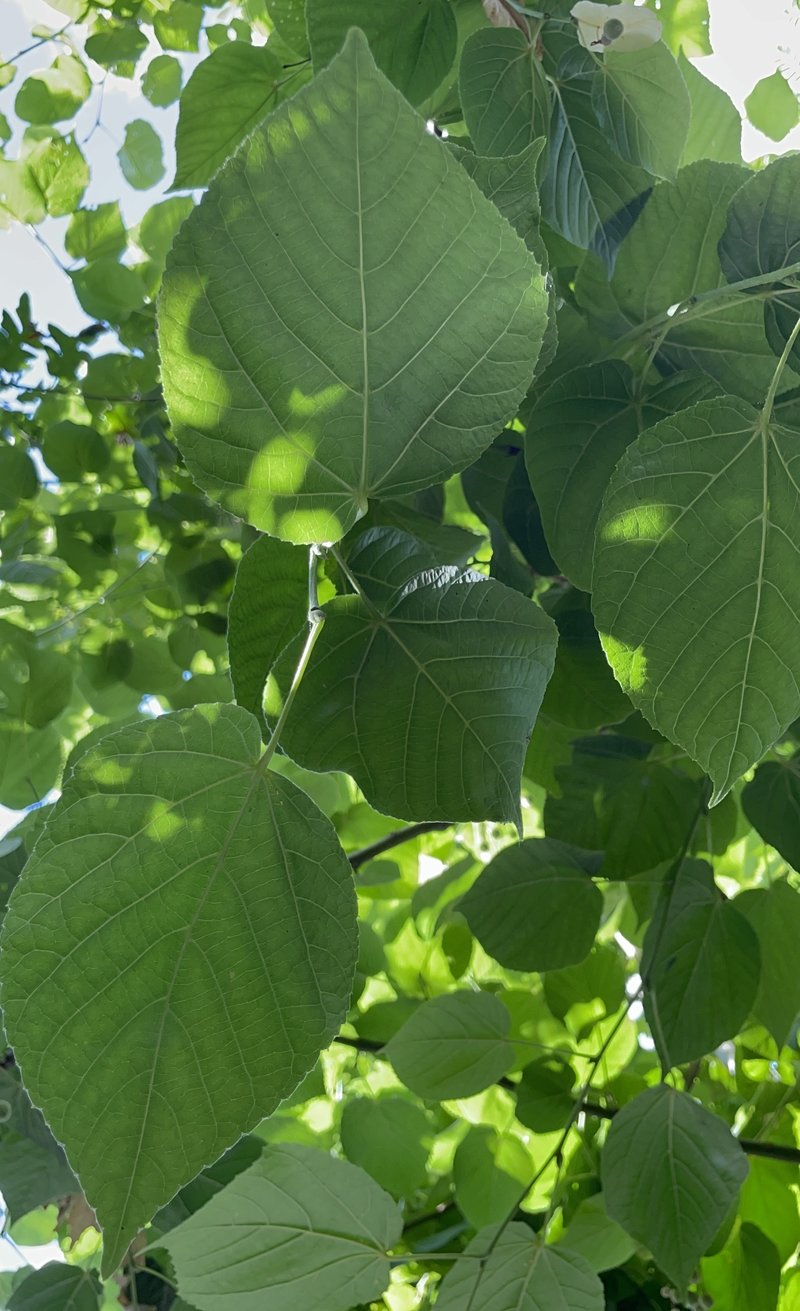 Tilia platyphyllos