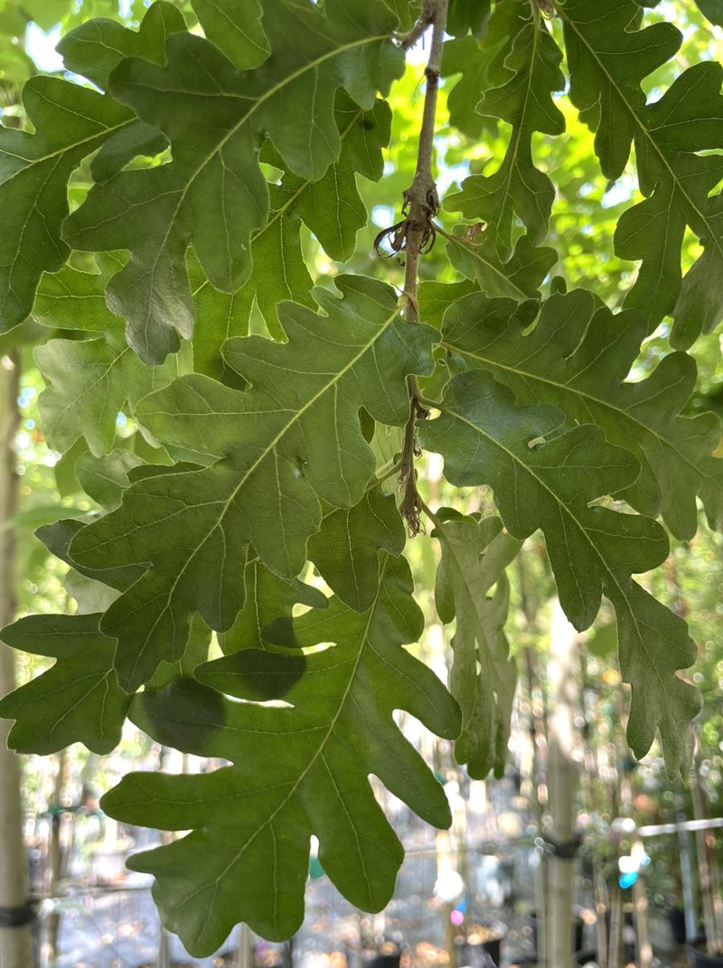 Quercus cerris
