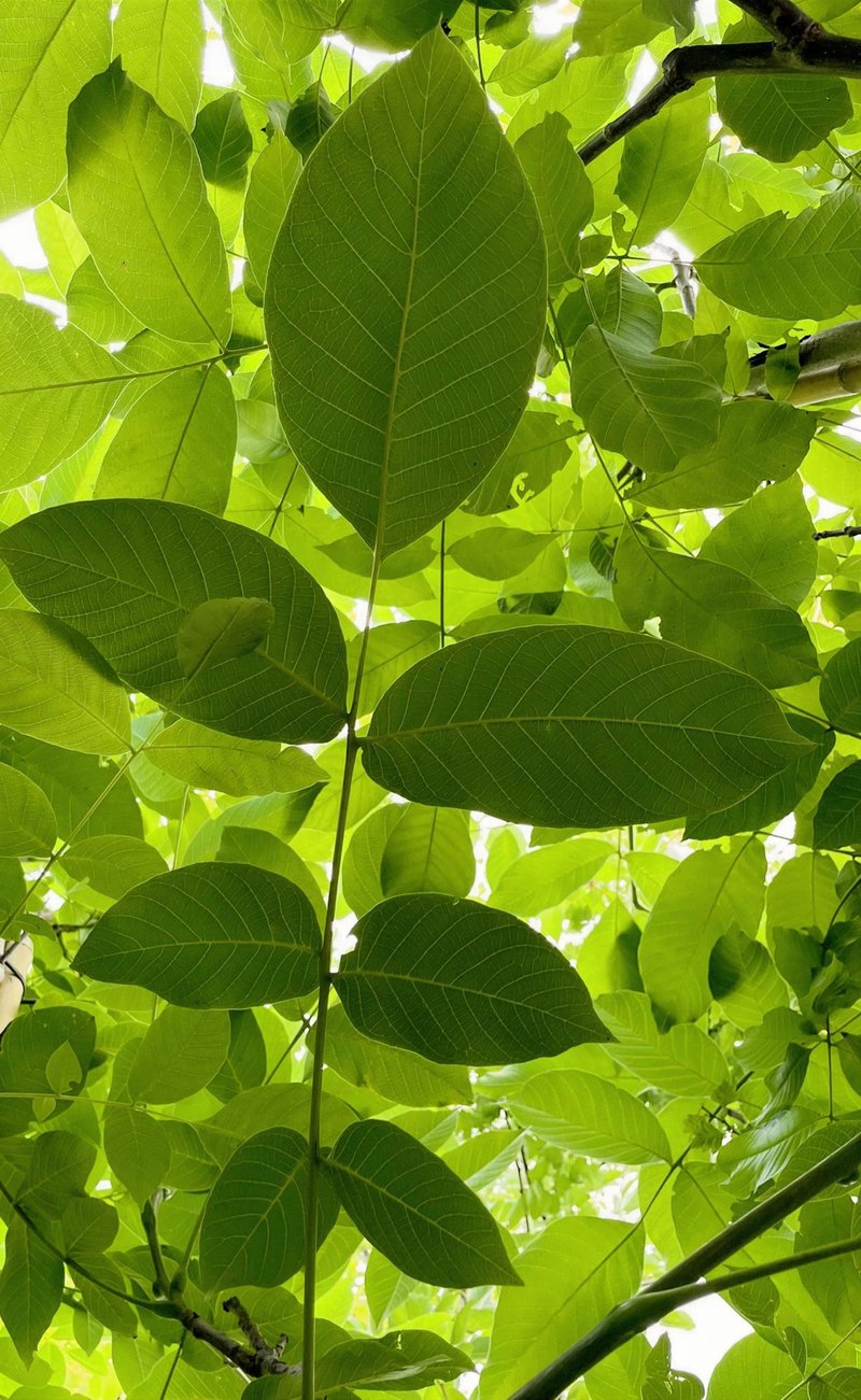 Juglans regia