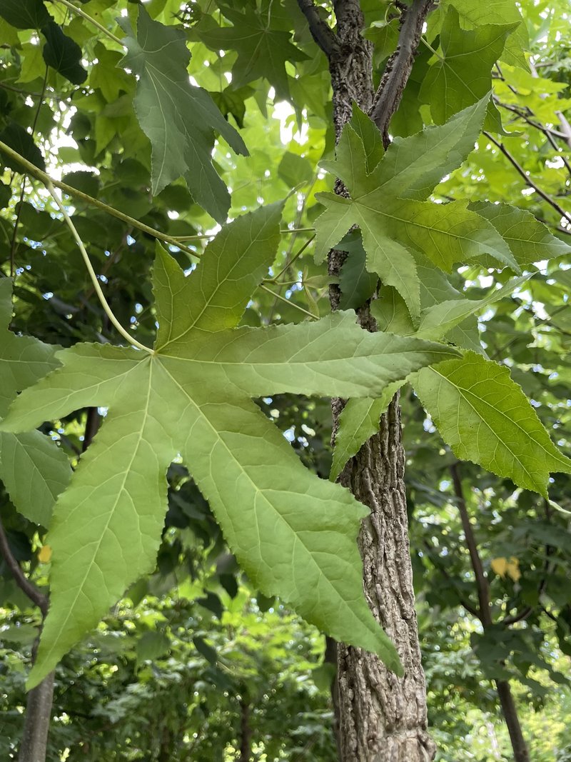 Liquidambar styraciflua
