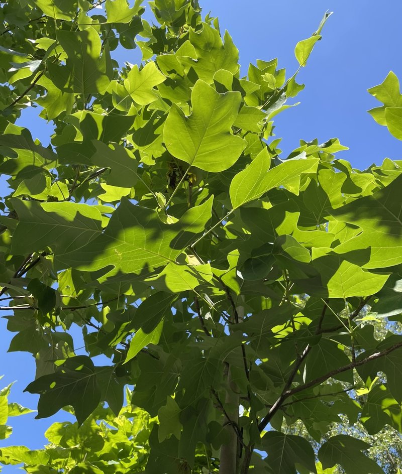 Liriodendron tulipifera