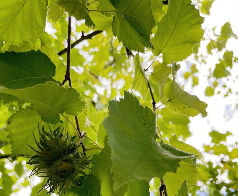 Corylus colurna
