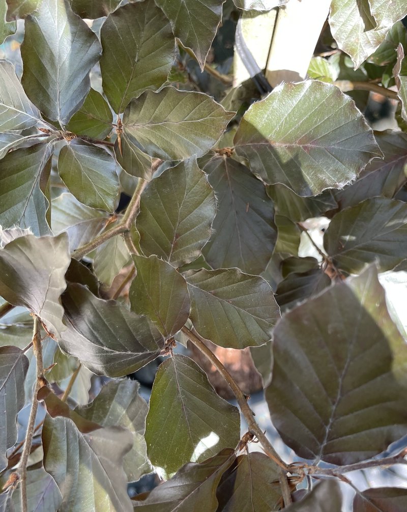 Fagus sylvatica ´Atropunicea´