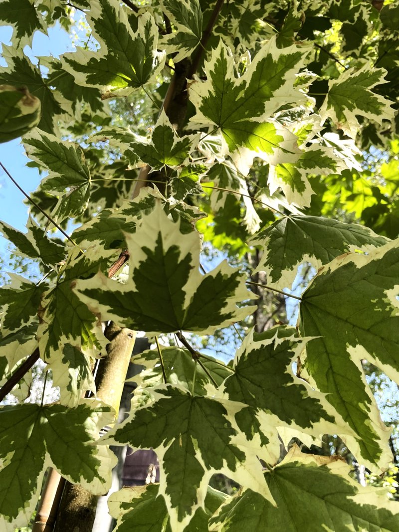 Acer platanoides ´Drummondii´