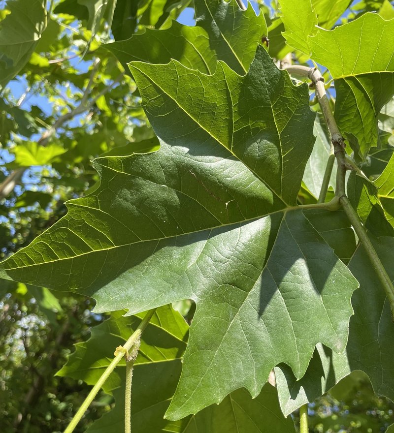 Platanus acerifolia