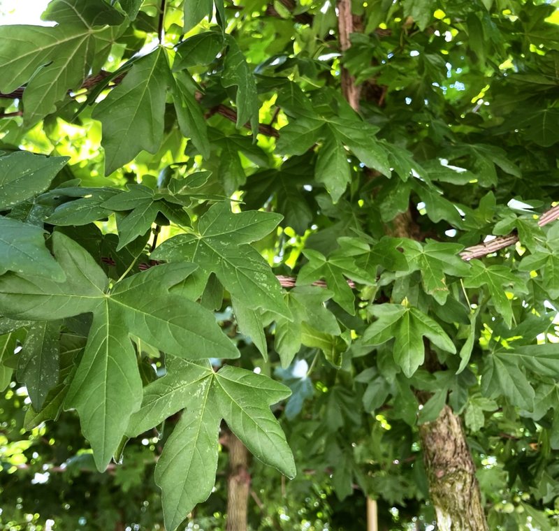 Acer campestre ´Elsrijk´